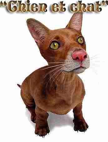 voila j adore cette animal loll